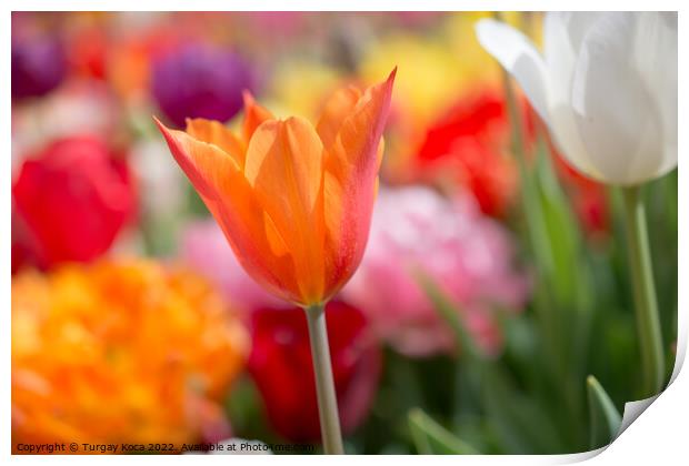 Colorful tulip flower bloom in the garden Print by Turgay Koca