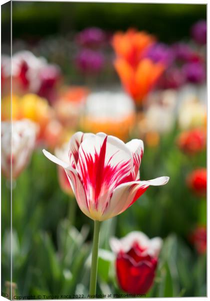 Colorful tulip flower bloom in the garden Canvas Print by Turgay Koca