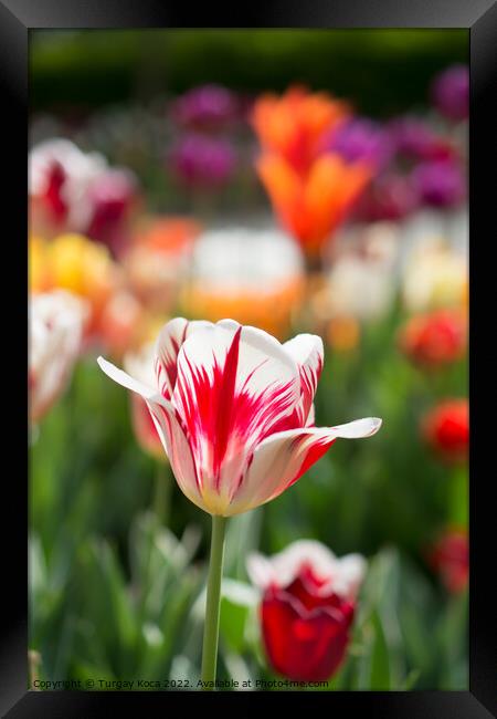 Colorful tulip flower bloom in the garden Framed Print by Turgay Koca