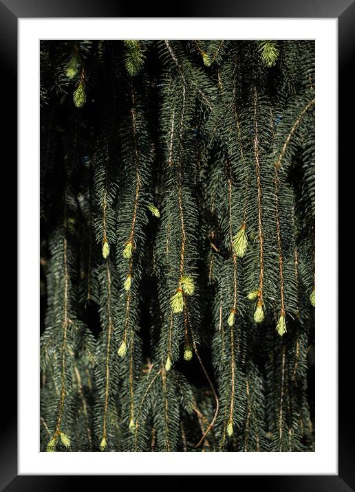  Green tree  leaves as background Framed Mounted Print by Turgay Koca