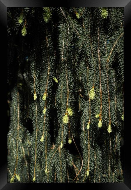  Green tree  leaves as background Framed Print by Turgay Koca