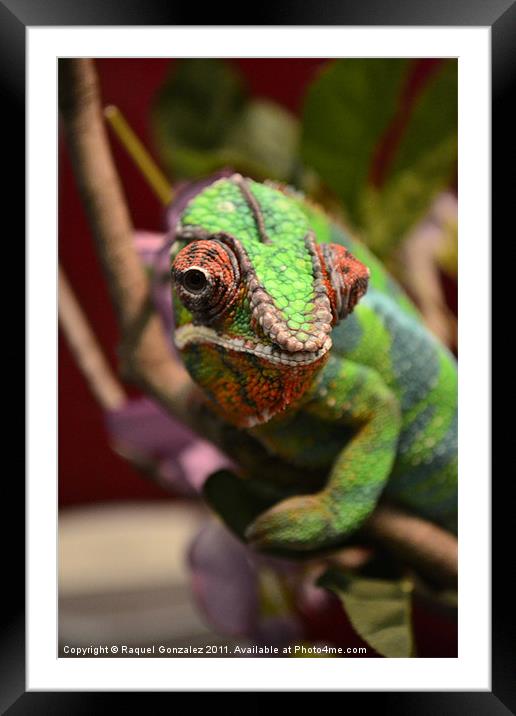 Chameleon chilling on a branch Framed Mounted Print by Raquel Gonzalez