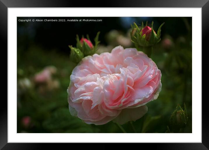 Sunlit rose Framed Mounted Print by Alison Chambers