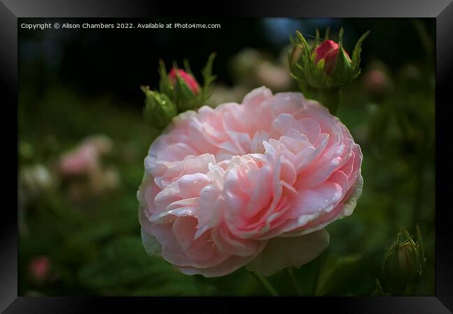 Sunlit rose Framed Print by Alison Chambers