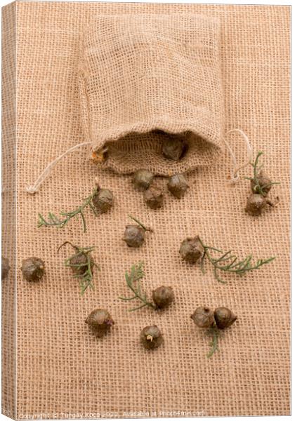 Plant pods, capsules out of sack  Canvas Print by Turgay Koca