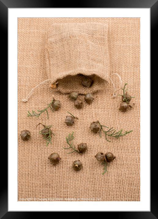 Plant pods, capsules out of sack  Framed Mounted Print by Turgay Koca