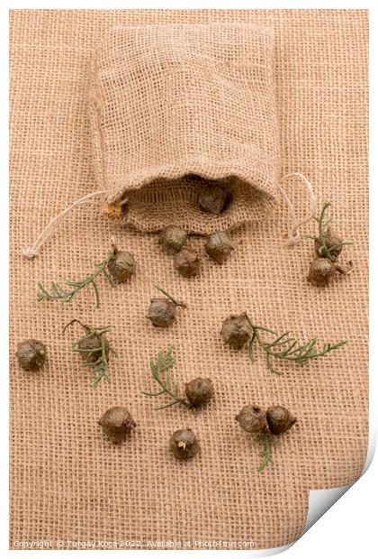 Plant pods, capsules out of sack  Print by Turgay Koca