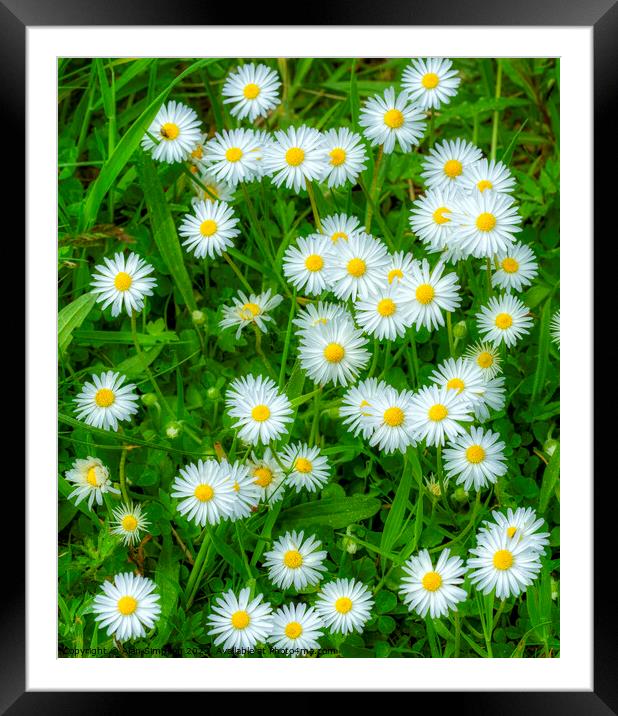 Daisies Framed Mounted Print by Alan Simpson