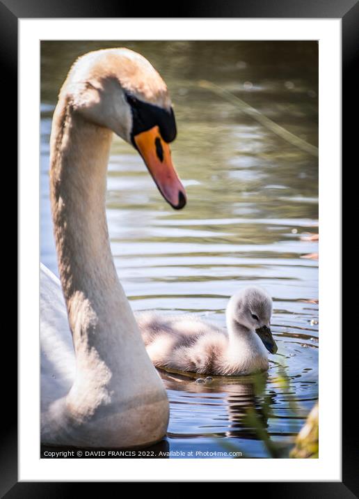 Majestic Mute Swan Protecting Cygnet Framed Mounted Print by DAVID FRANCIS
