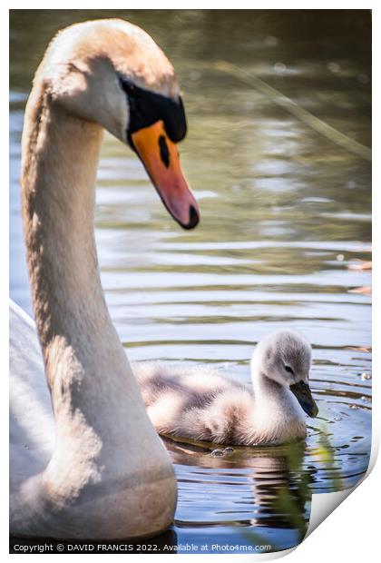 Majestic Mute Swan Protecting Cygnet Print by DAVID FRANCIS