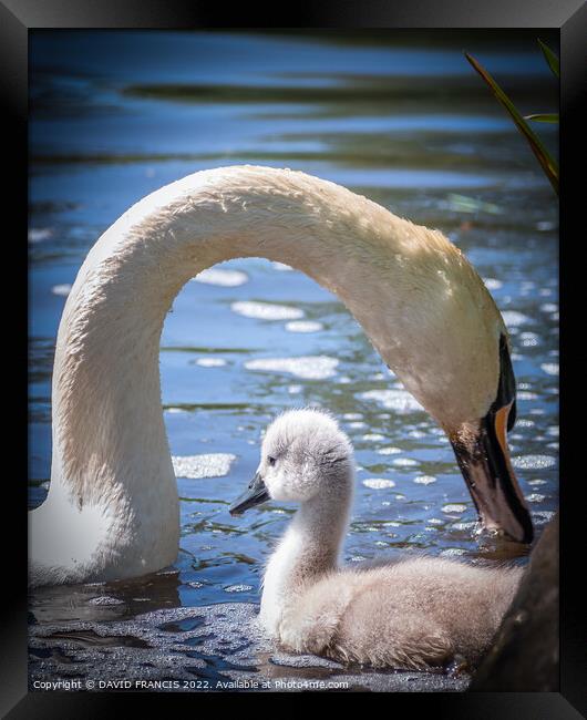 Graceful Mute Swan and Cygnet Framed Print by DAVID FRANCIS