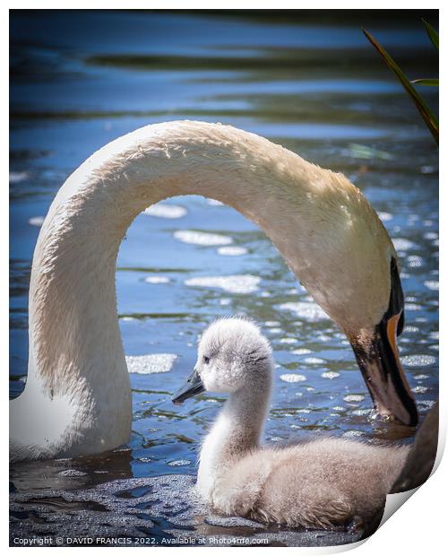 Graceful Mute Swan and Cygnet Print by DAVID FRANCIS