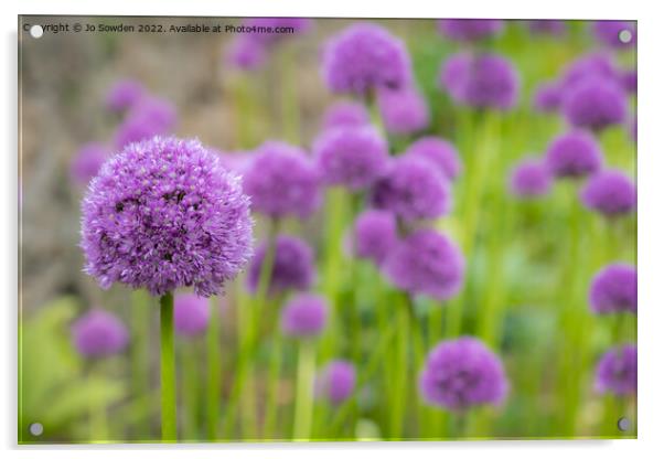 Purple Allium flowers Acrylic by Jo Sowden