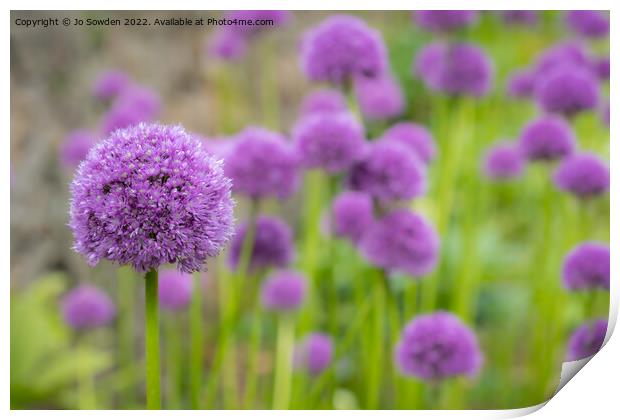 Purple Allium flowers Print by Jo Sowden