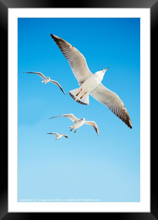 Seagulls are  flying in a sky Framed Mounted Print by Turgay Koca