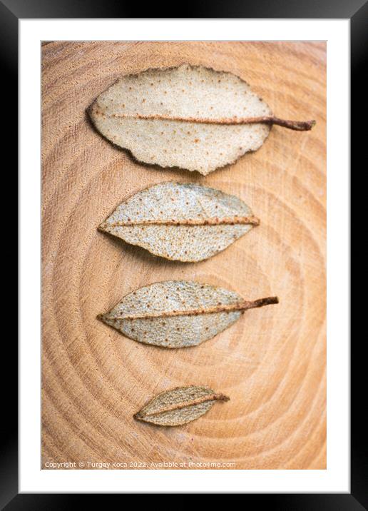 Dry green leaves on a a piece of wood Framed Mounted Print by Turgay Koca