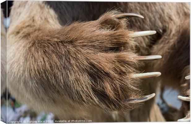 Brown Bear Paw With sharp Claws  Canvas Print by Turgay Koca