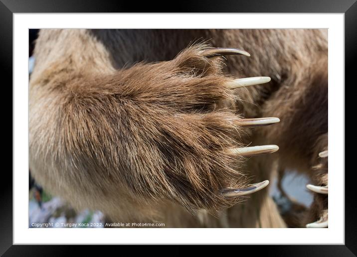 Brown Bear Paw With sharp Claws  Framed Mounted Print by Turgay Koca