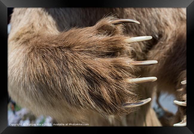 Brown Bear Paw With sharp Claws  Framed Print by Turgay Koca