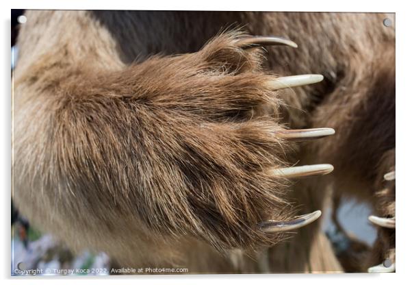 Brown Bear Paw With sharp Claws  Acrylic by Turgay Koca
