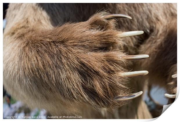 Brown Bear Paw With sharp Claws  Print by Turgay Koca