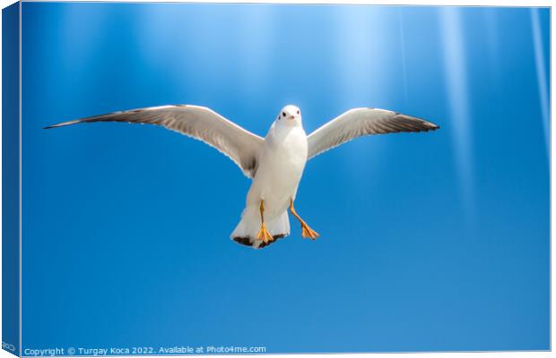 Pair of  seagulls flying in a sky Canvas Print by Turgay Koca