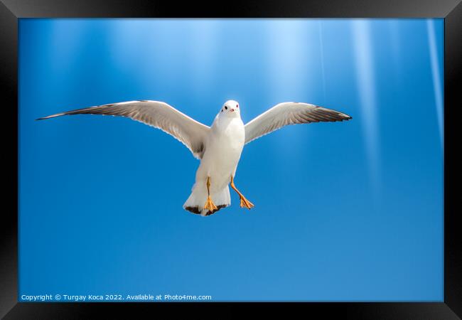 Pair of  seagulls flying in a sky Framed Print by Turgay Koca
