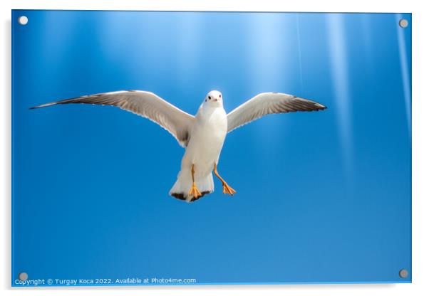 Pair of  seagulls flying in a sky Acrylic by Turgay Koca