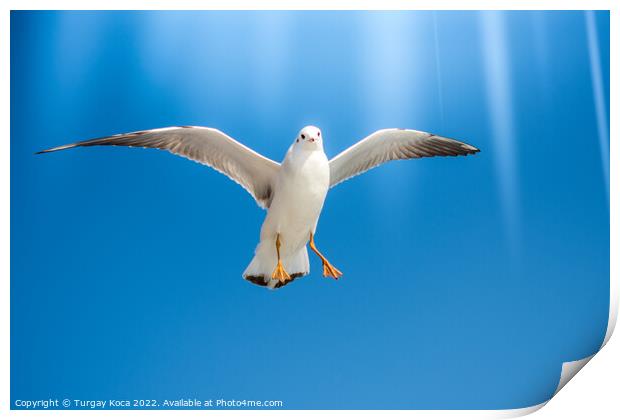 Pair of  seagulls flying in a sky Print by Turgay Koca
