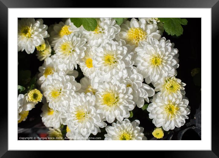 Beautiful flowers as a background Framed Mounted Print by Turgay Koca