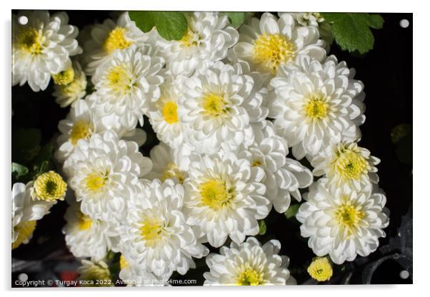 Beautiful flowers as a background Acrylic by Turgay Koca