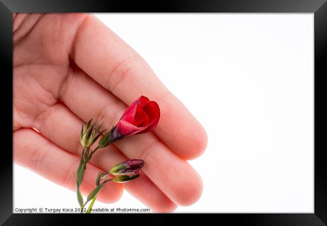 Hand holding a Red Poppy Framed Print by Turgay Koca