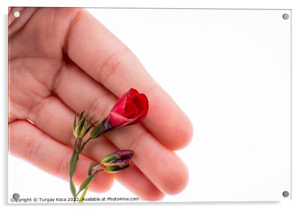 Hand holding a Red Poppy Acrylic by Turgay Koca