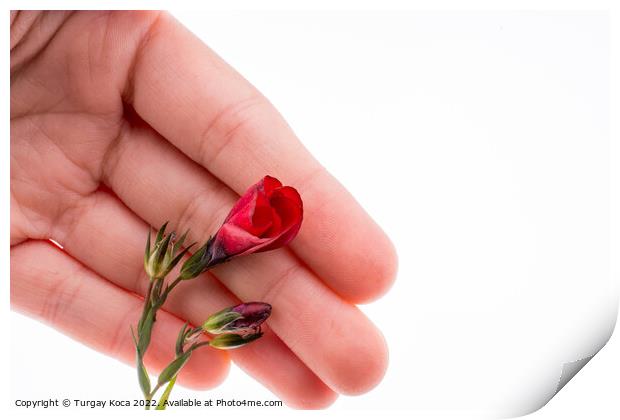 Hand holding a Red Poppy Print by Turgay Koca