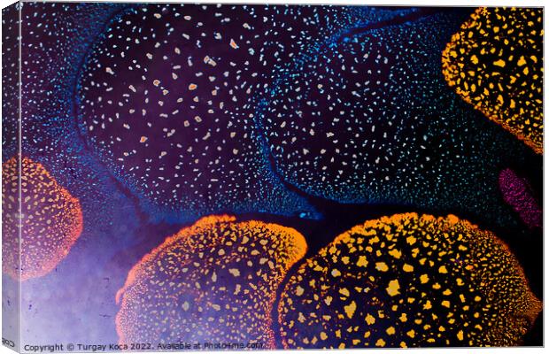 Macro shot of  water-oil emulsion over colored background Canvas Print by Turgay Koca