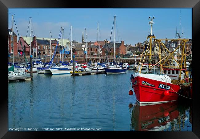 Tranquil Arbroath Harbour Scene Framed Print by Rodney Hutchinson