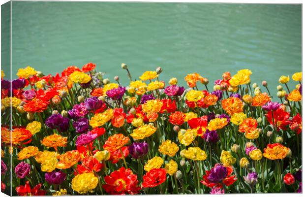 Tulip Flowers Blooming by the water Canvas Print by Turgay Koca