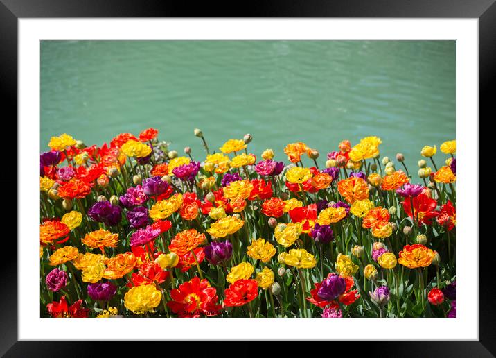 Tulip Flowers Blooming by the water Framed Mounted Print by Turgay Koca