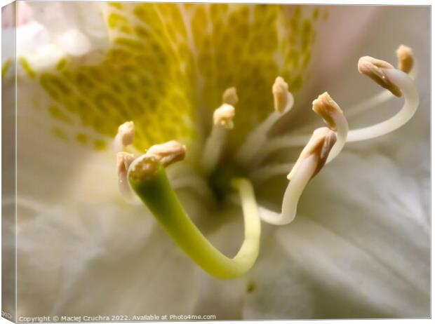 Intimate Encounter With White Azalea Canvas Print by Maciej Czuchra