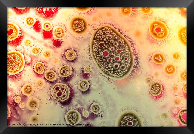 Macro shot of air bubbles over colored background Framed Print by Turgay Koca