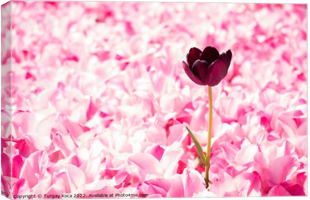Pink color tulip flowers bloom  Canvas Print by Turgay Koca