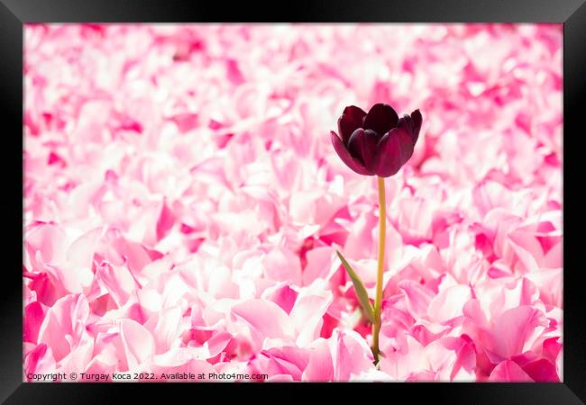 Pink color tulip flowers bloom  Framed Print by Turgay Koca