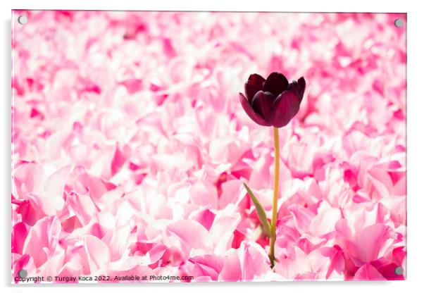 Pink color tulip flowers bloom  Acrylic by Turgay Koca
