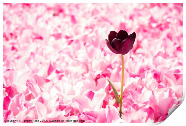 Pink color tulip flowers bloom  Print by Turgay Koca