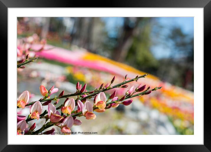 Flowers bloom in the spring in trees Framed Mounted Print by Turgay Koca