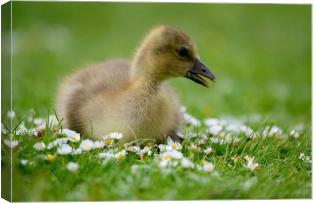 A Young Gosling amongst the Daisies Canvas Print by Tracey Turner