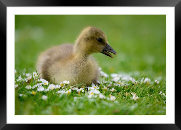 A Young Gosling amongst the Daisies Framed Mounted Print by Tracey Turner