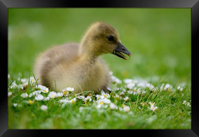 A Young Gosling amongst the Daisies Framed Print by Tracey Turner