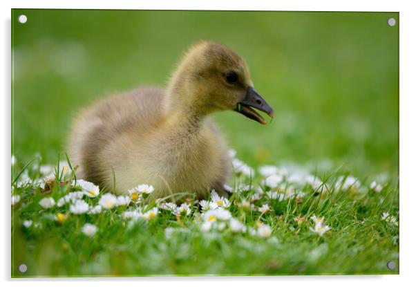 A Young Gosling amongst the Daisies Acrylic by Tracey Turner