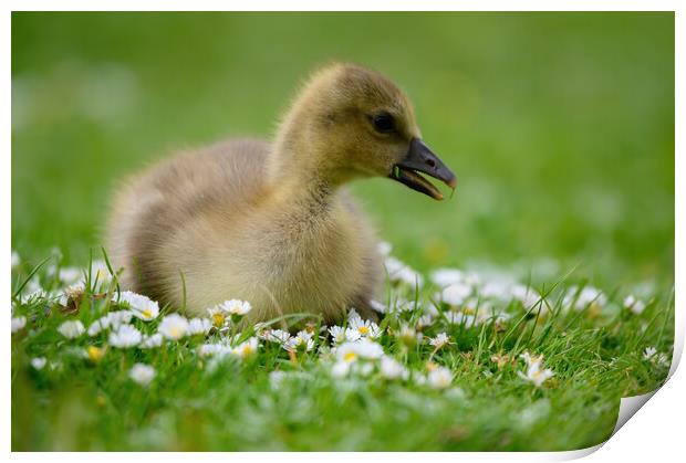 A Young Gosling amongst the Daisies Print by Tracey Turner